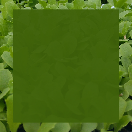 Site (11).png