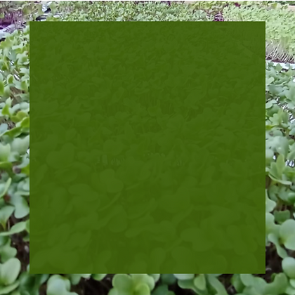 Site (21).png
