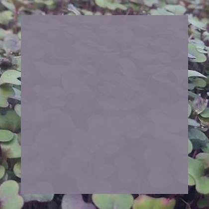 Site (17).png