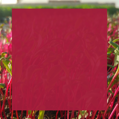 Site (3).png