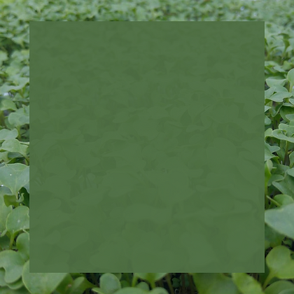 Site (14).png
