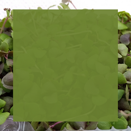 Site (35).png