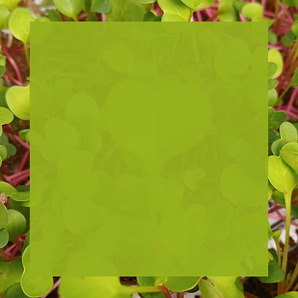 Site (31).png