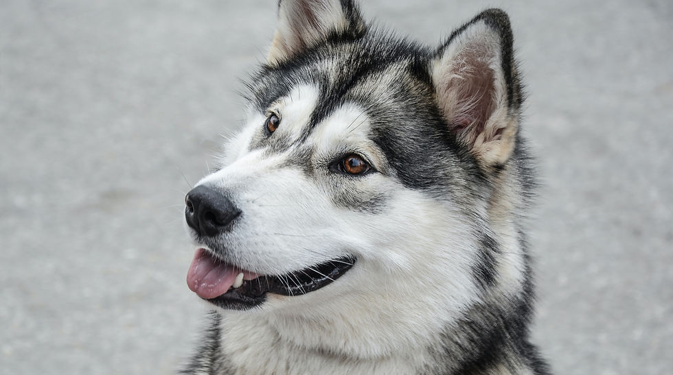 Siberian Husky_edited.jpg
