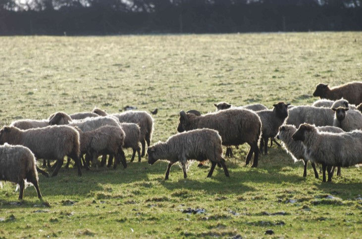 Miniature : Chausson Shetland
