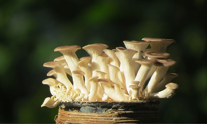oyster-mushroom-bottle-yeast-abalone-average-miniatures-abalone_edited.png