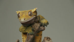 GUÍA INTRODUCTORIA PARA NUEVOS DUEÑOS DE MASCOTAS EXÓTICAS: ALIMENTACIÓN Y CUIDADO DIARIO.