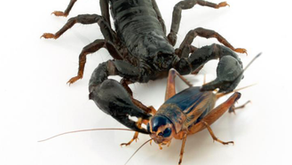 ¿CÓMO INTRODUCIR ALIMENTO VIVO EN LA DIETA DE TUS MASCOTAS EXÓTICAS?