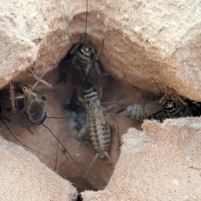 Miniatura: Grillo Adulto