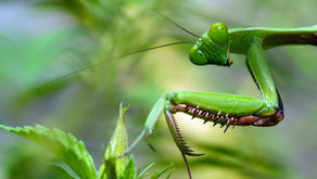 MANTIS RELIGIOSAS Y SU ALIMENTACIÓN.