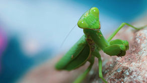 GUÍA INTRODUCTORIA PARA NUEVOS DUEÑOS DE MANTIS RELIGIOSAS