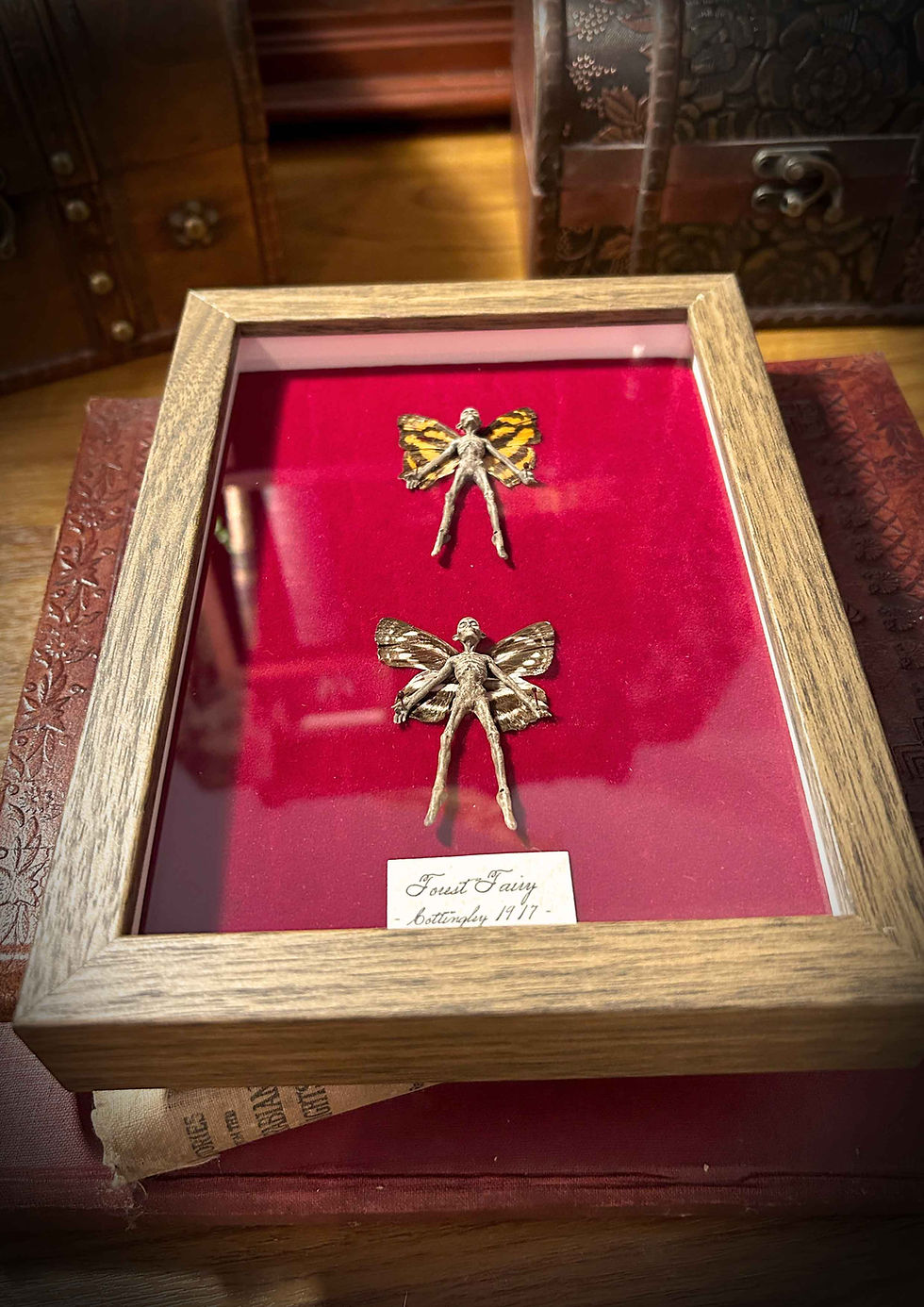 Thumbnail: Two framed fairy figures, Dead Fairy Exhibit, on red velvet.