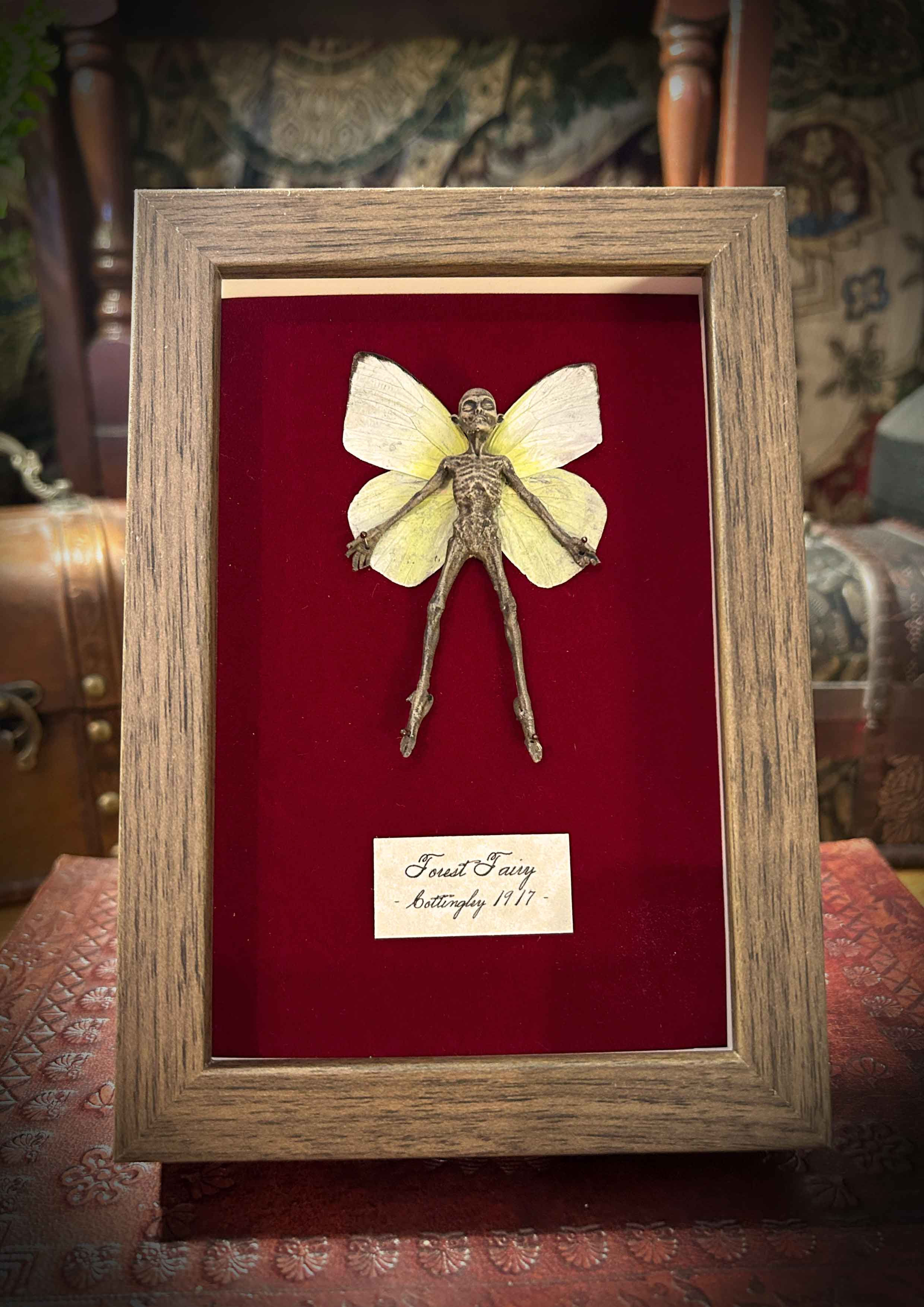Framed fairy specimen, in a dark wood frame with real white and yellow butterfly wings on red velvet.