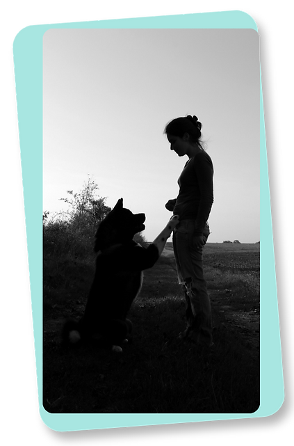 éducateur canin comportementaliste canin poitiers 86 86000 vienne dresseur chien réactif agressif tire en laisse aboie éducation positive renforcement positif bienveillance méthode positive éducation canine ludique cours collectif chien