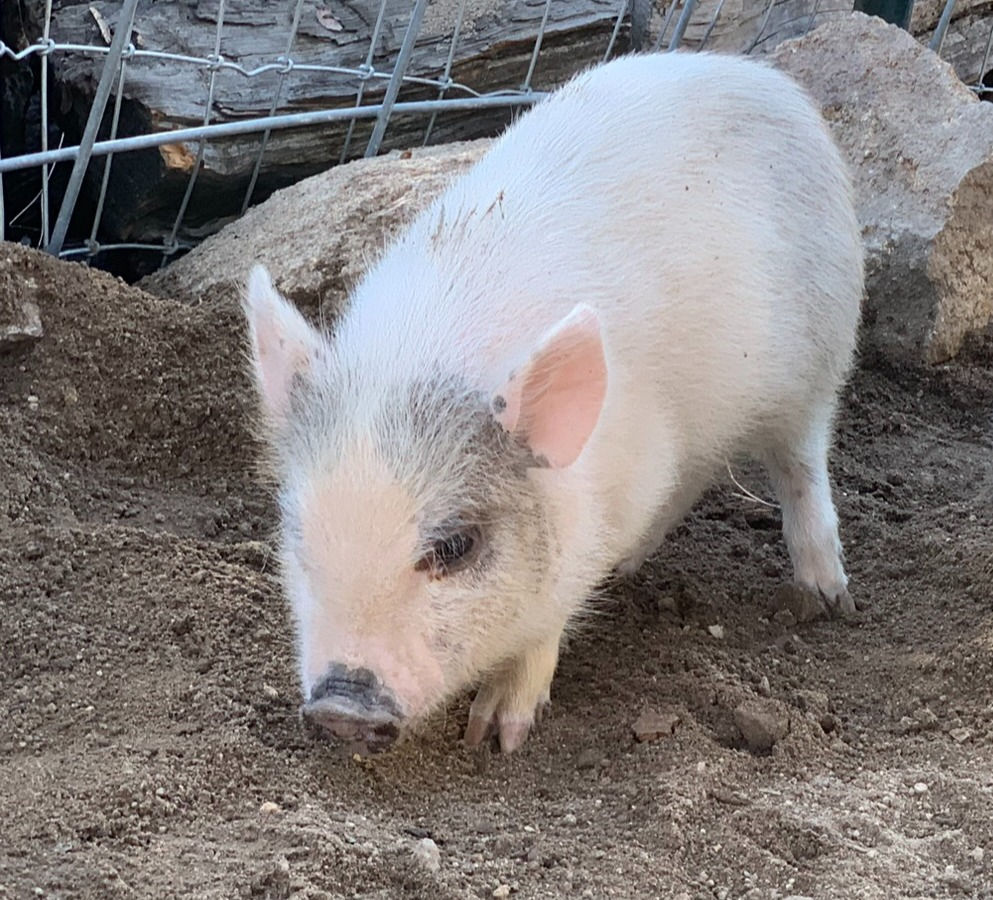 Sponsor Penelope - Juliana (Teacup) Pig