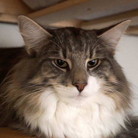 Skogkattmesterskapet 201