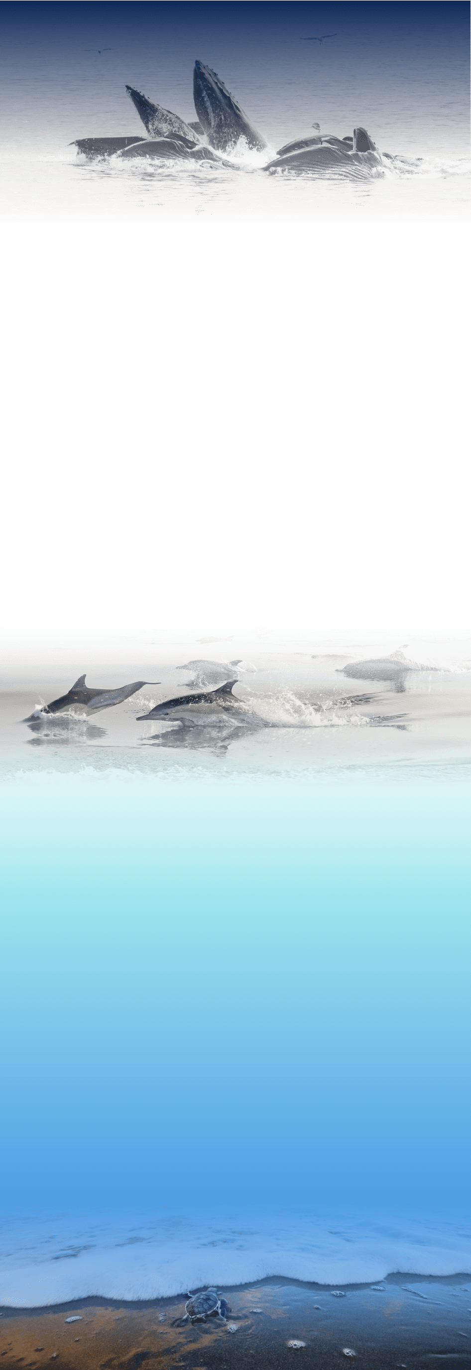 shells e-17-1.png