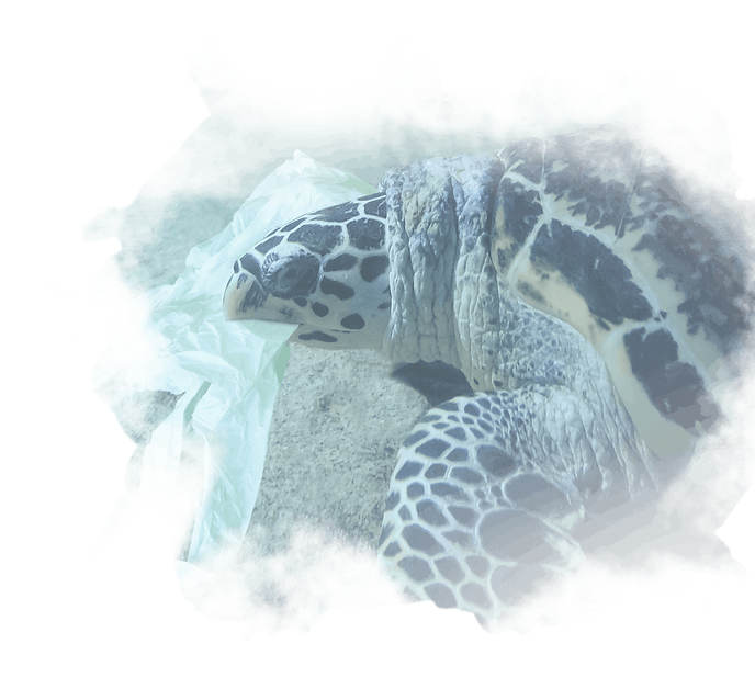 turtle 1 (1).png