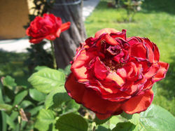 Profundidad de campo