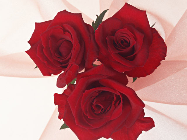 Red_Rose