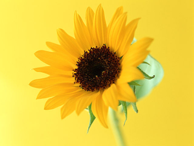 Sun Flower