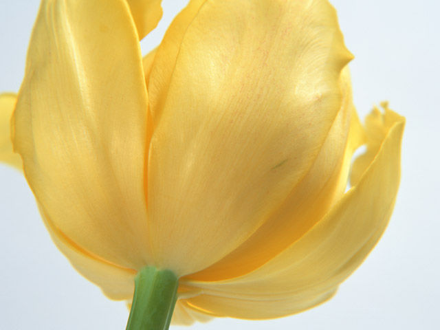 Tulip