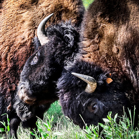 Reportage Bisons d'auvergne, prises de vue de 2 bisons qui s'affrontent