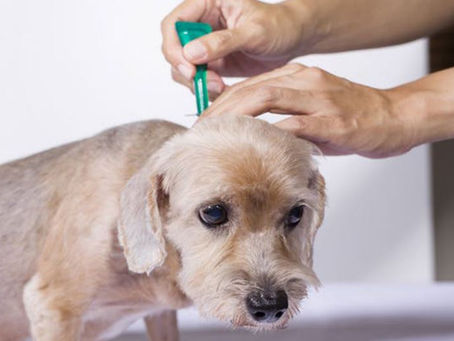 Köpek iç ve dış parazit aşısı fiyatı