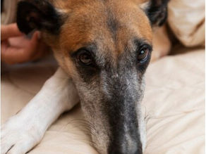 Köpeklerde genç hastalığı