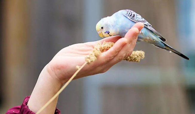 Bir bayanın elinde mavi muhabbet kuşu