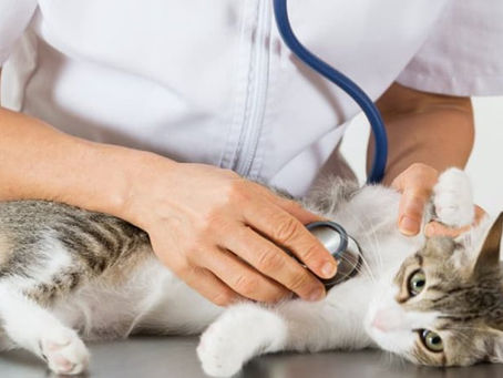 Kedi genç hastalığı