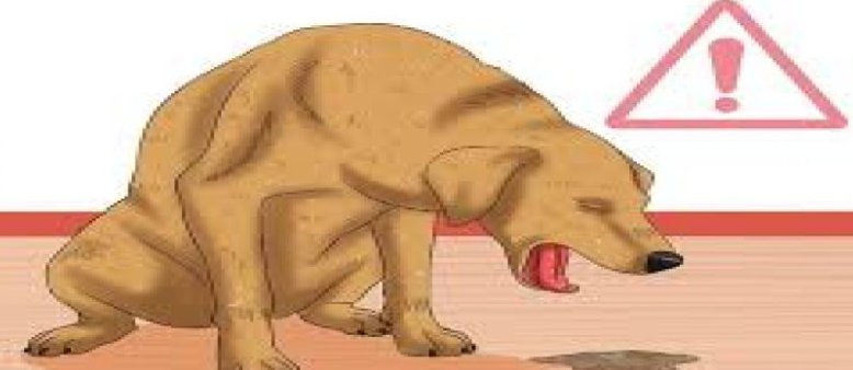 parvo hastalığına yakalanmış bir köpek
