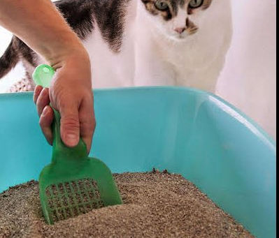 Kedi kumu Fiyatı