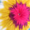 Miniature : MISTER SUNSHINE
