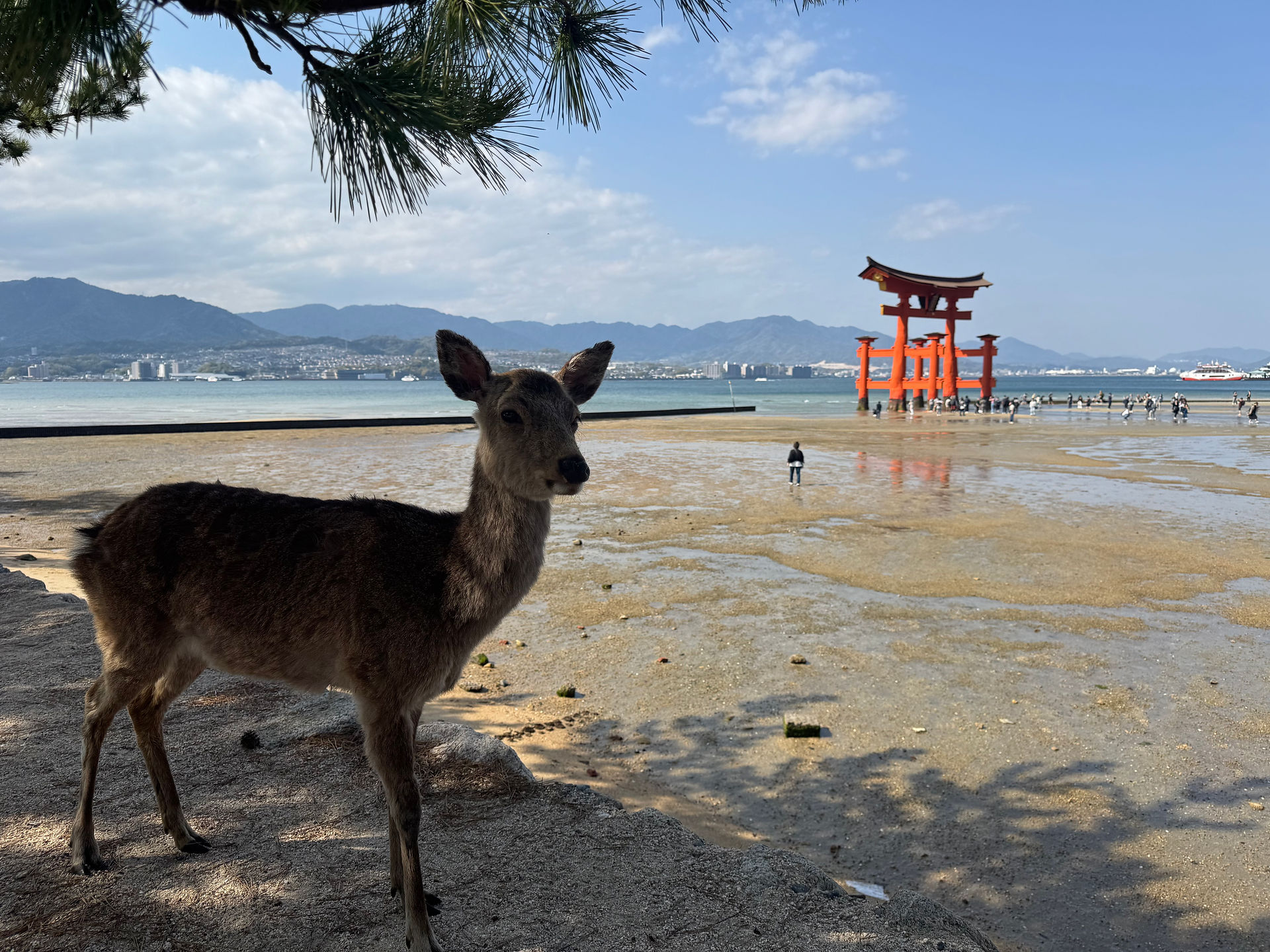 Miyajima deer