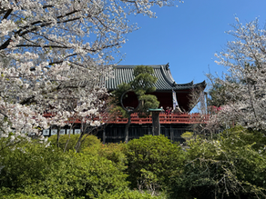 One month traveling in Japan, an awesome country.