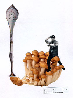 PilzeW