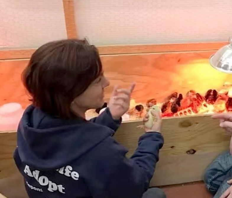 Gretchen's Beginner’s Guide to Raising Healthy Chicks