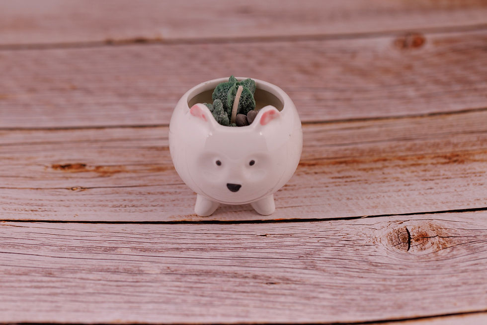 Thumbnail: Animal Succulents