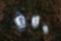 Original Family Wild.JPG