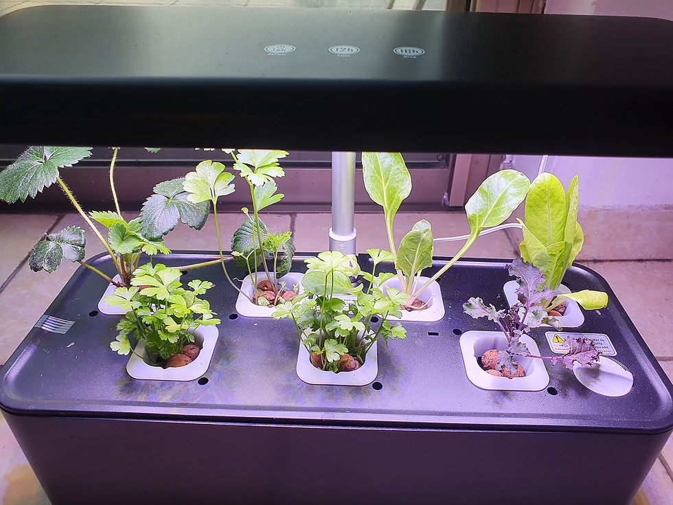 תמונה ממוזערת: מערכת גידול הידרופונית ביתית