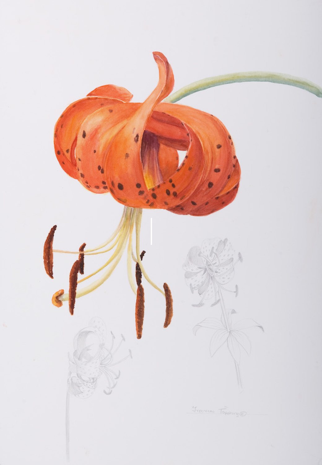 Turk's cap lily/Lilium superbum