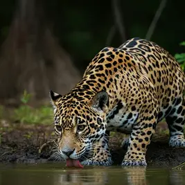 Onça-pintada em Teodoro Sampaio: o símbolo da força da Mata Atlântica no Pontal do Paranapanema