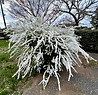 IMG_0322.jpeg