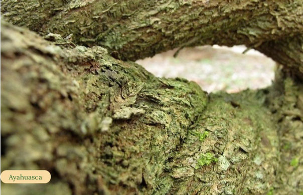 Ayahuasca vine.jpeg