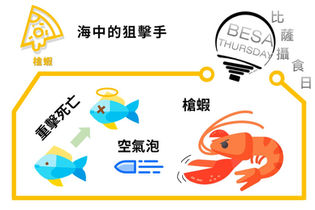 BESA THURSDAY 比薩攝食日(二十二)海中的狙擊手