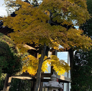 第73回 zen café 定例坐禅会 【「グッド・ライフ」を送るには?】(松本市 中町蔵シック館開催&オンライン配信)