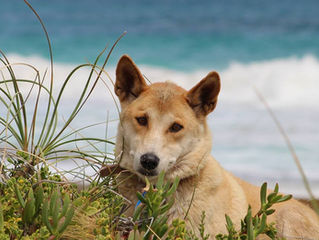 Urgent Action Is Needed To Protect Dingoes. (Canis sp. Dingo)
