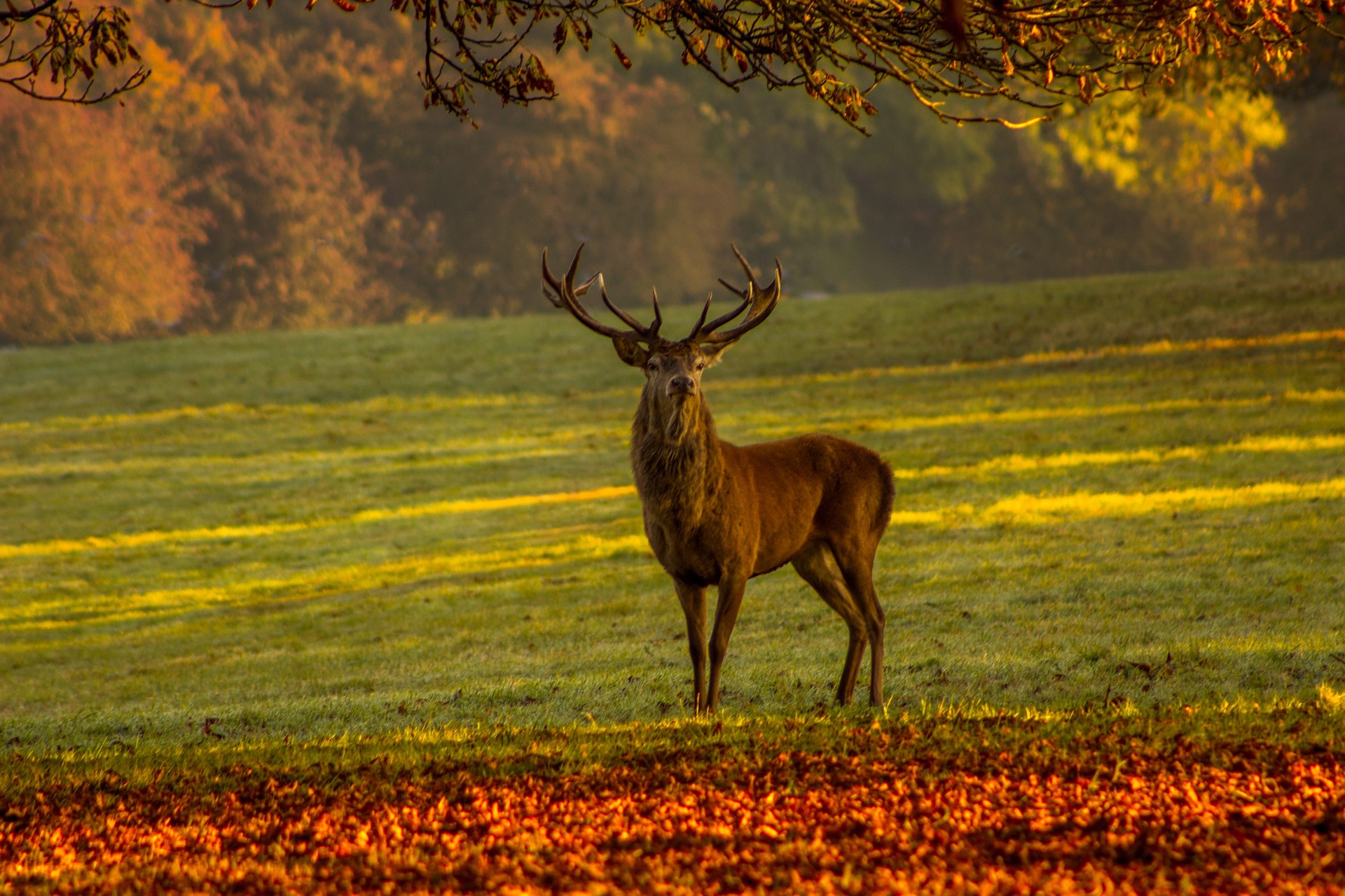 Le cerf, roi de la Sologne