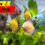 Thumbnail: Exclusive Discus Fish